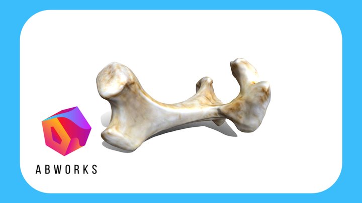 Realistic Bone, High Detail 3D Model