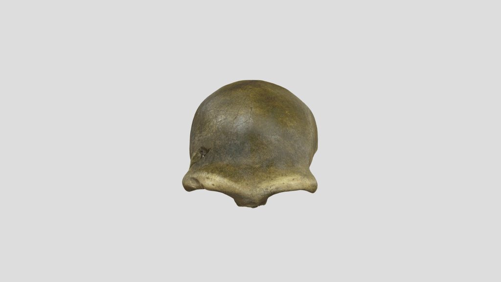 Neanderthal-1 (Feldhofer) - Calotte