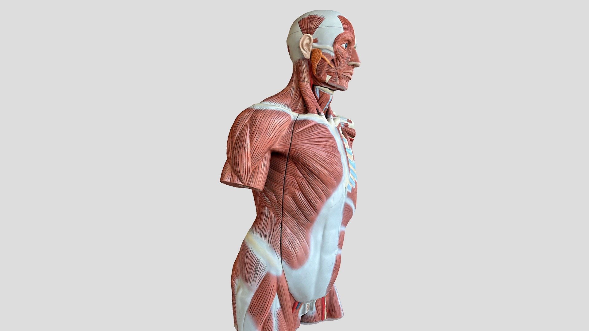 External Torso Model - Download Free 3D model by 3-D Photogrammetry ...