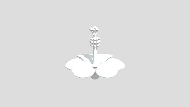 Hibiscus Bloom 3D Model