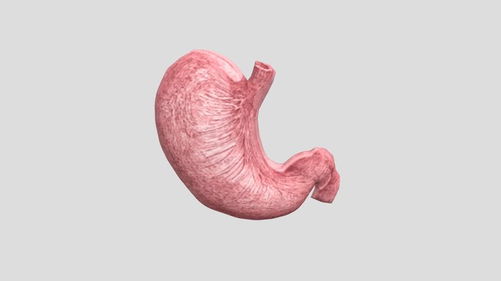 Organ Lambung