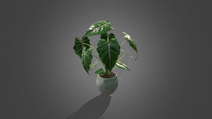 Alocasia test 3D Model