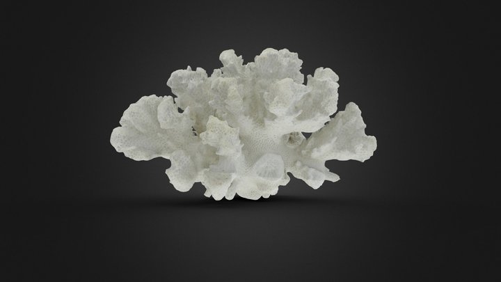 Coral v2.0 3D Model