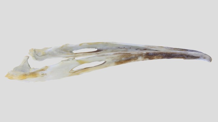 UWYMV:Bird:5886,Geococcyx californianus,Mandible – Gratis 3D-model STL
