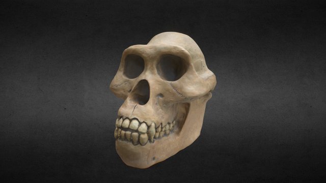 Skull E 3D Model