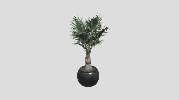 Modern Fan Palm Planter