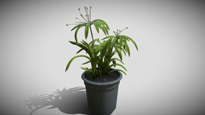 Cyperus alternifolus – Modello 3D gratuito STL
