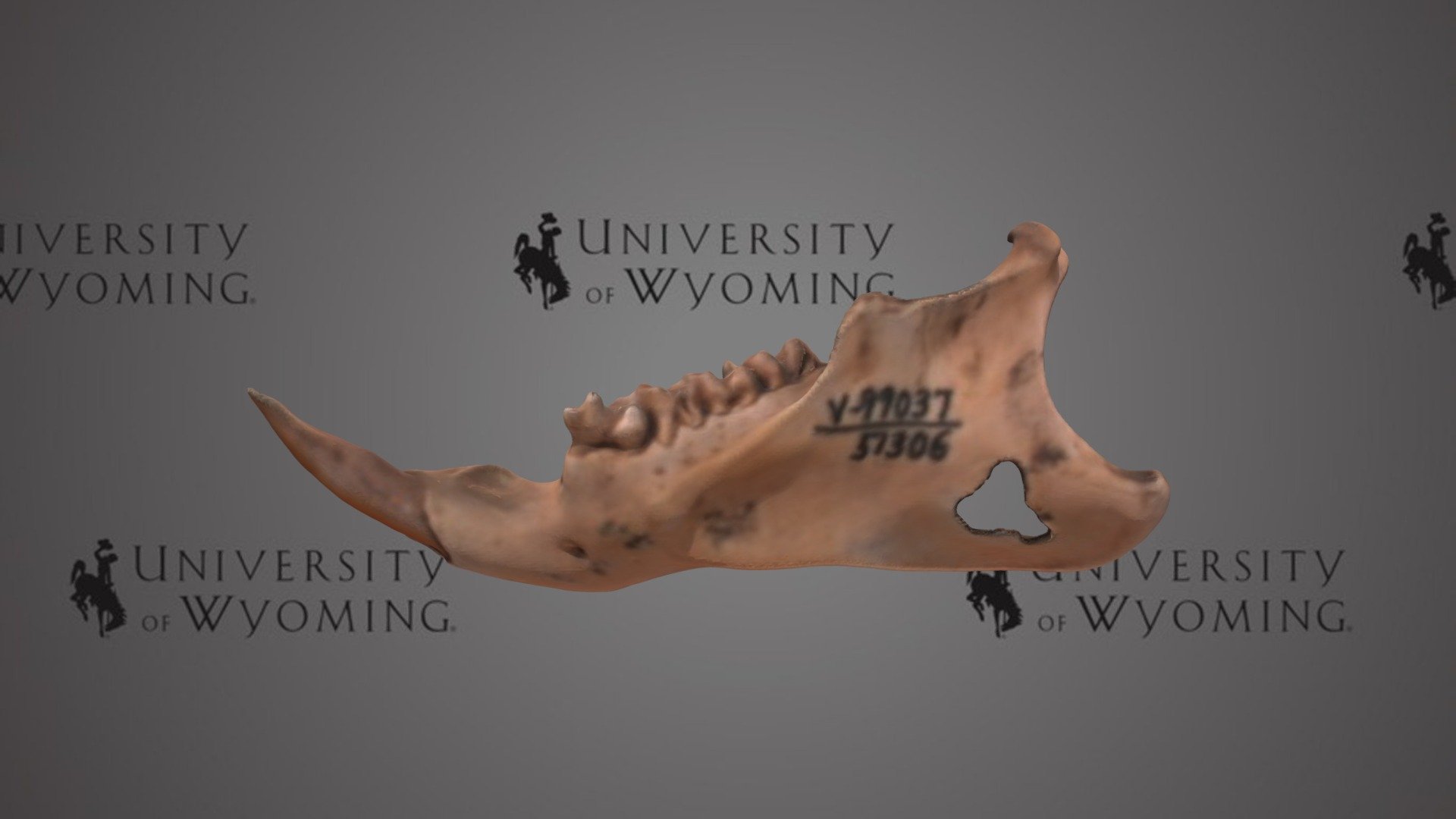 UW 51306 - Marmota flaviventris, Left Dentary