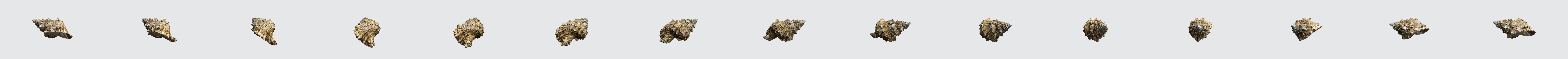 Sea Snail 3D Model