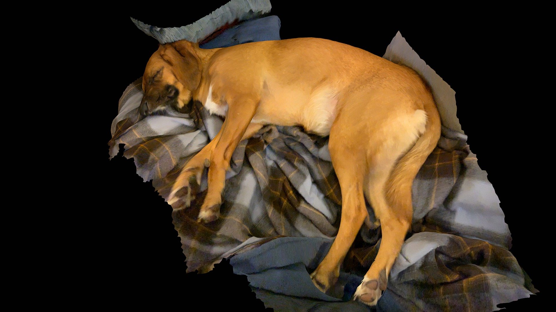 Dog snoozing