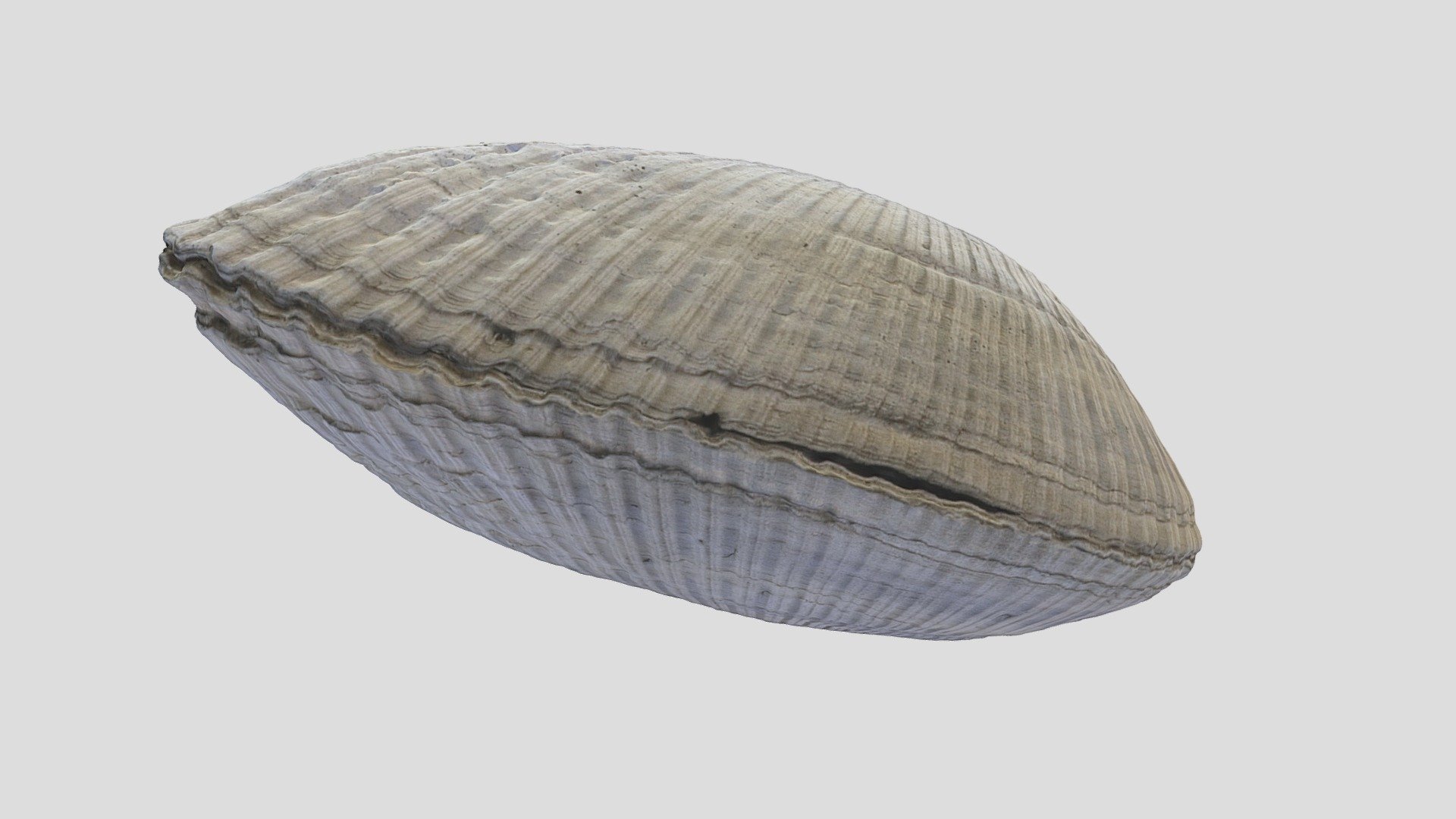Unknown Fossil