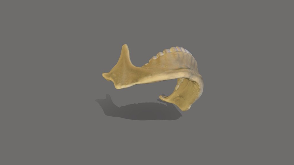 Mandible Compressed