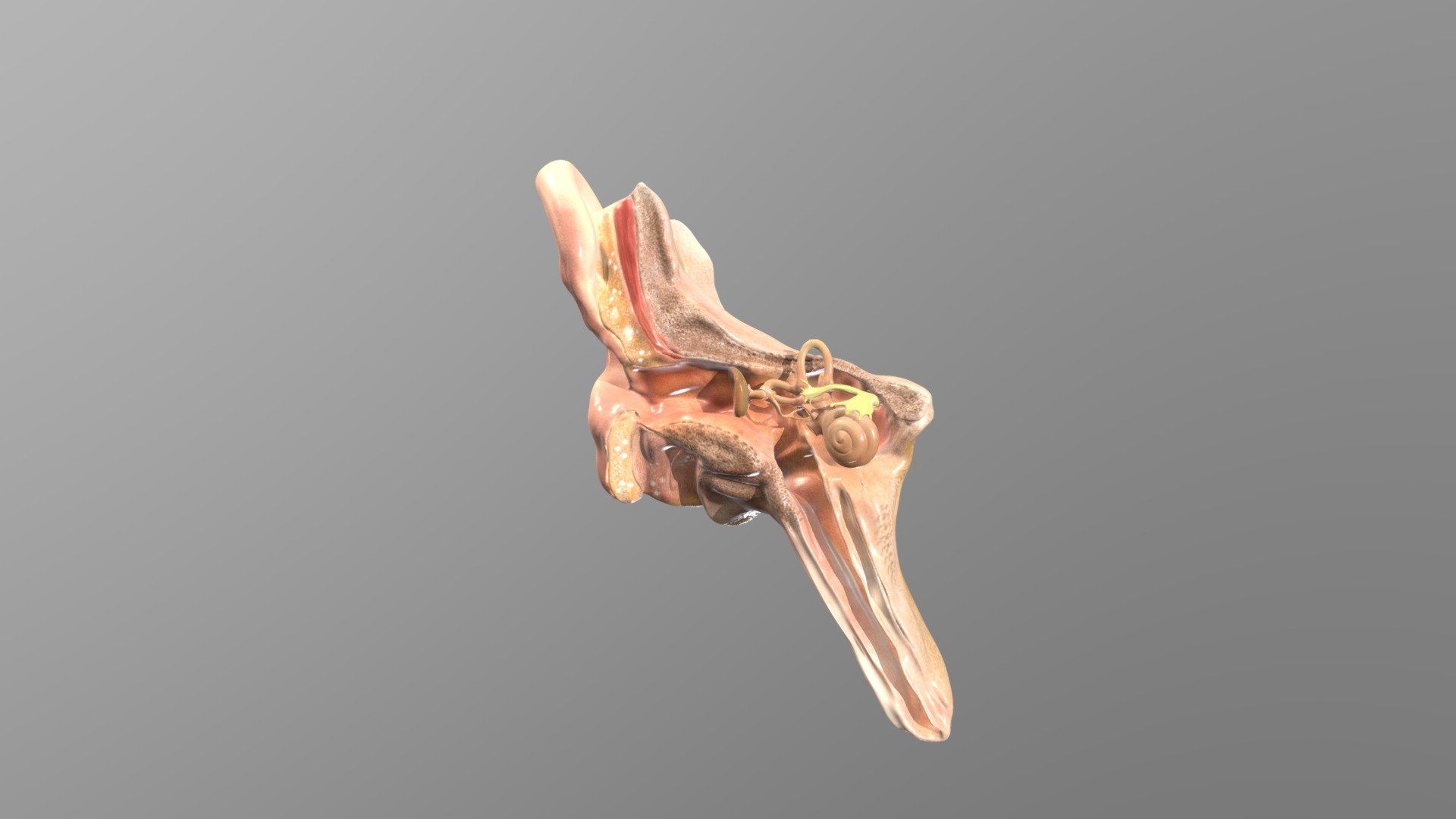 Ear Cross-section 2 — Sketchfab embed 3D viewer