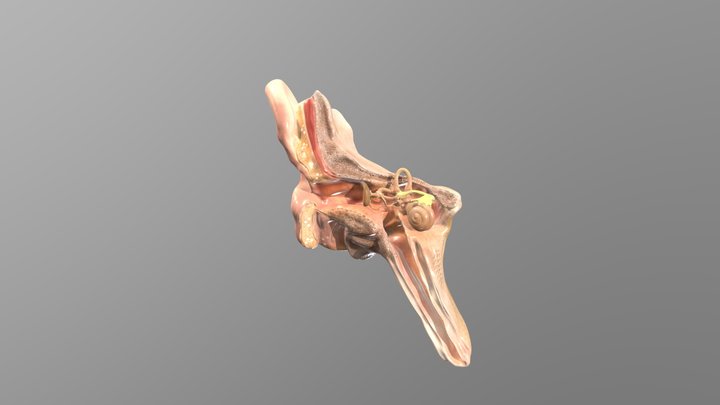 Ear Cross-section 2 3D Model