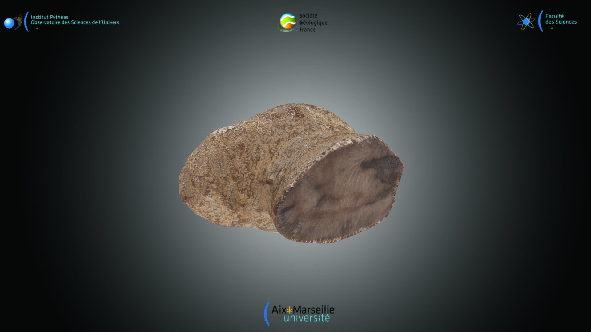 Cnidaire - Favosites sp.
