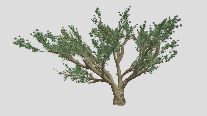 Cedar Of Lebanon Tree 3D Model