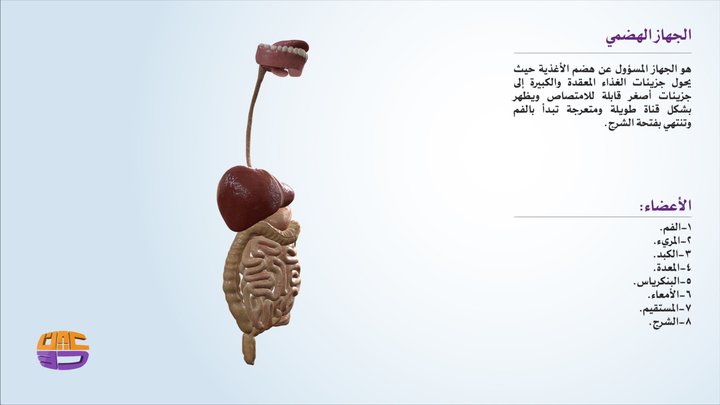 الجهاز الهضمي 3D Model