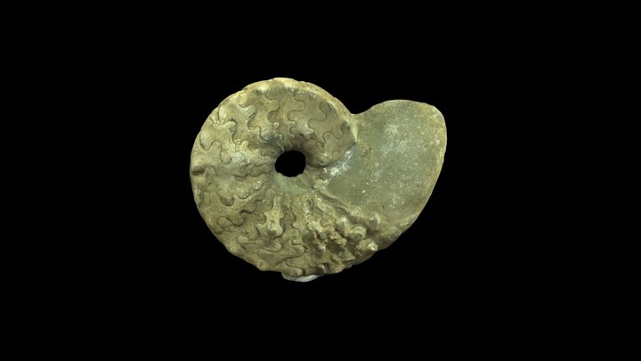 Ceratites nodosus (triassic ammonite)