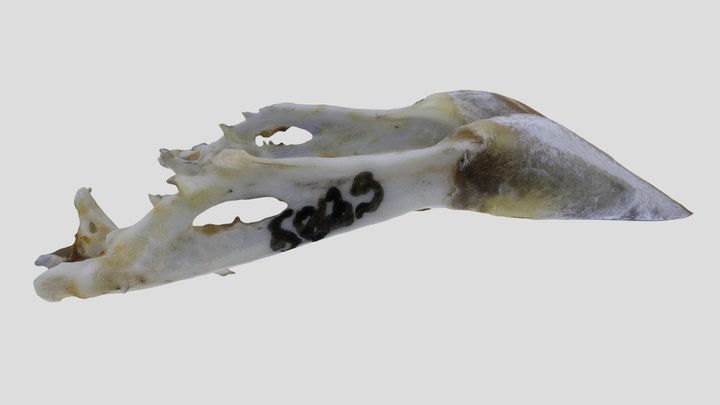 UWYMV:Bird:5883, Passerina cyanea, Mandible – Gratis 3D-model STL