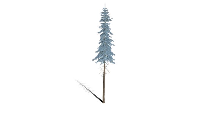 Realistic HD Colorado Blue spruce Koster (24/43) 3D Model