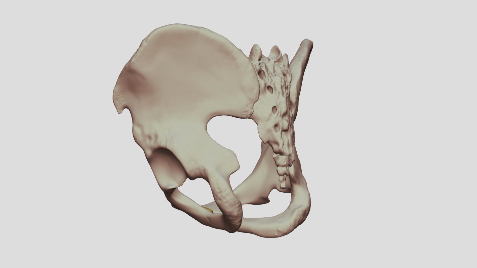 Male Pelvic Girdle 3d Model By Digital Ecorche Massing Models