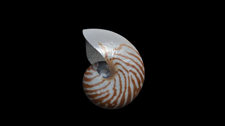 Nautilus shell 3D Model