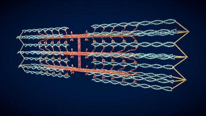 Actin and mysosin (Animated) 3D Model