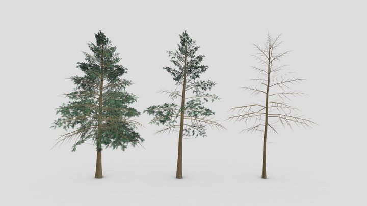 Pine Tree- Lowpoly- Pack- 01 3D Model