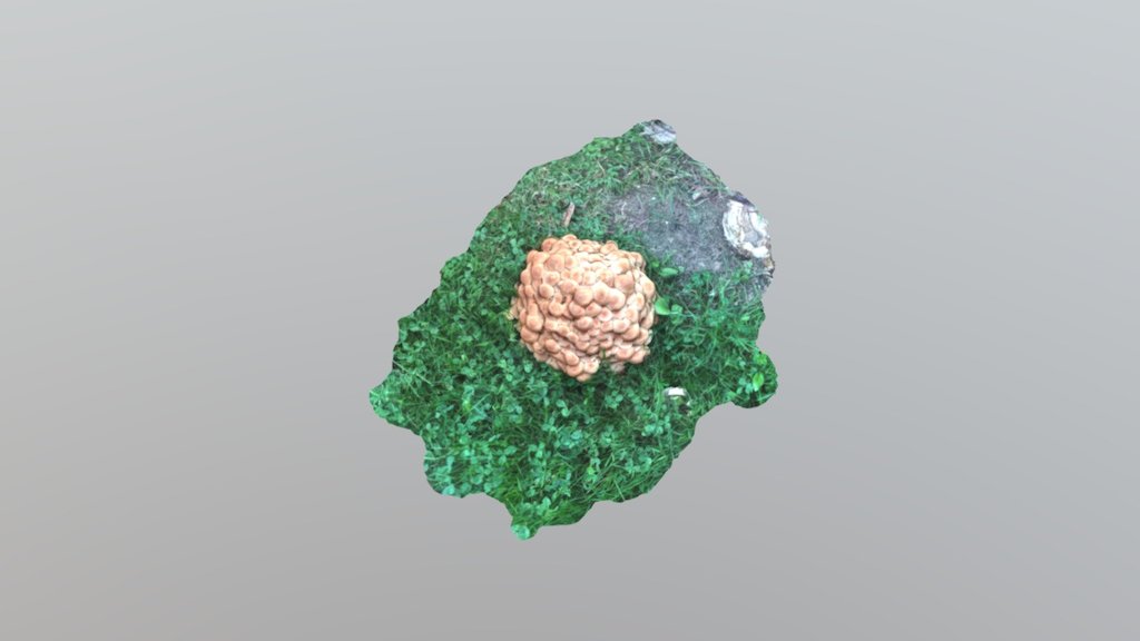 Mushroom 2