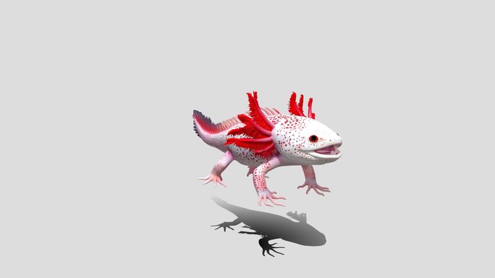 Crimson Frilled Axolotl 3D Model Free – Modello 3D gratuito STL