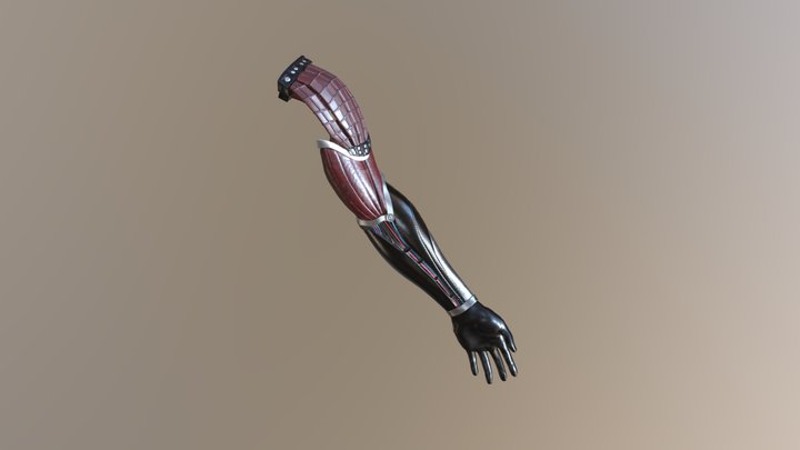 Arm_low 3D Model