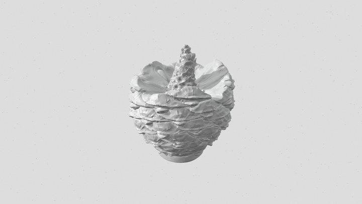 BunyaConeHalf 3D Model