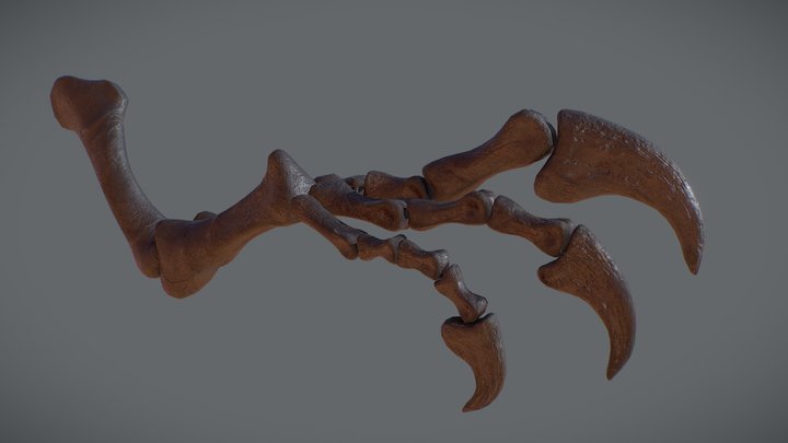 Allosaurus Fragilis Arm Bones: Realtime 3D Model