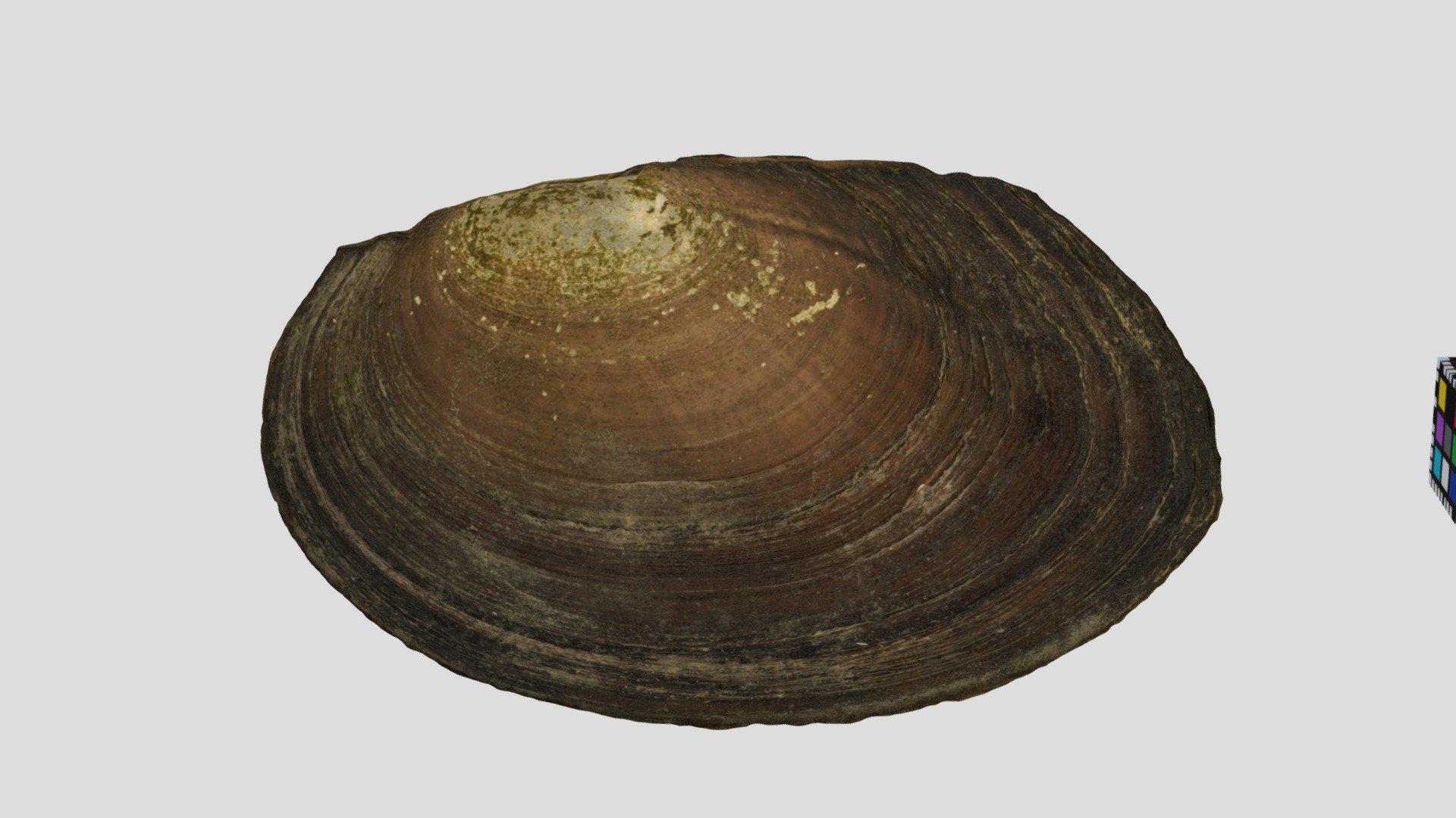 CC0 \u30c9\u30d6\u30ac\u30a4\u30e2\u30c9\u30ad Freshwater Mussel, Cristaria tenuis - Download Free 3D ...
