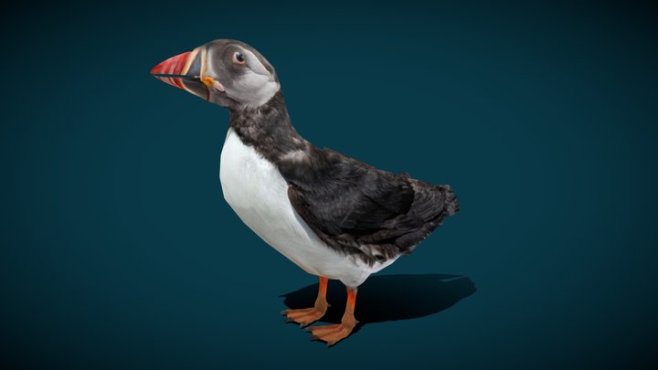 Atlantic Puffin Seabird (Lowpoly) 3D Model