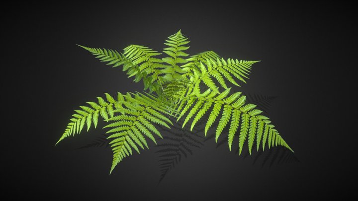 Ferns lowpoly model 3D Model
