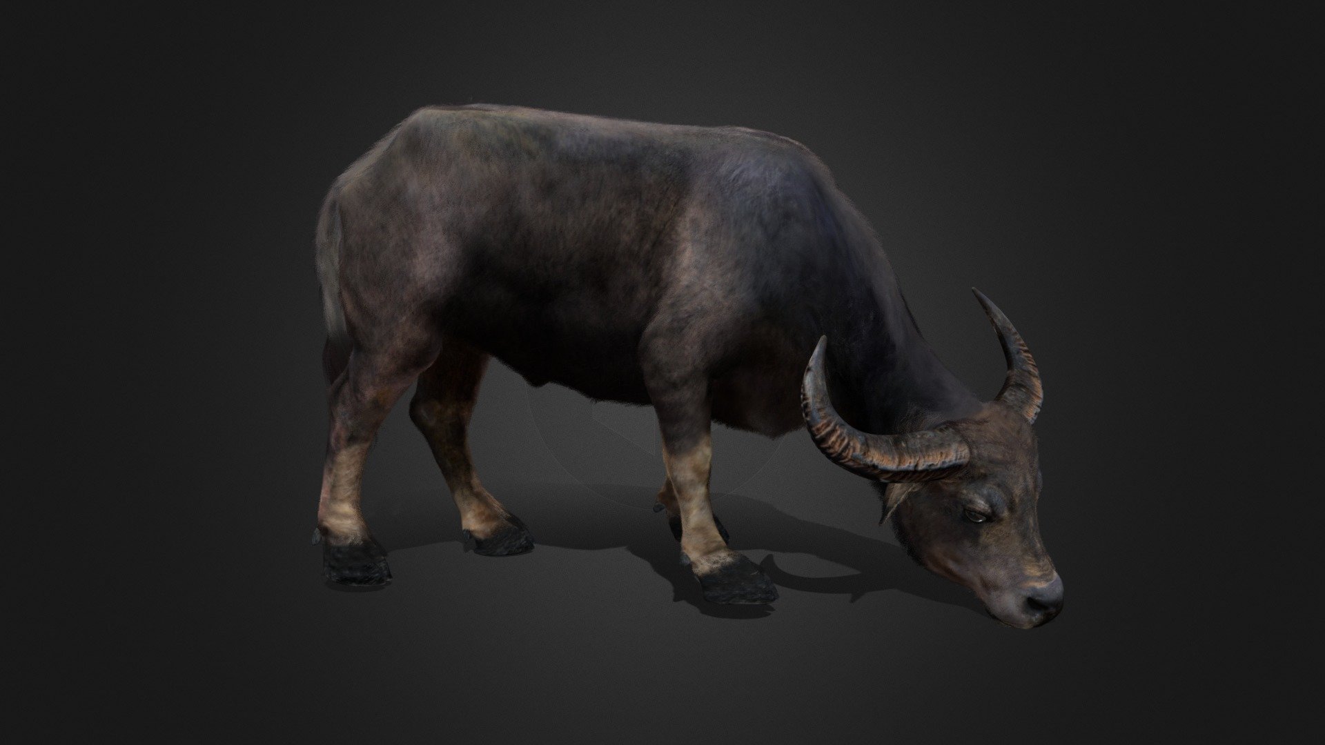 Asian Buffalo - Water Buffalo Realistic - 3D model by Kiwi (@kiwi ...