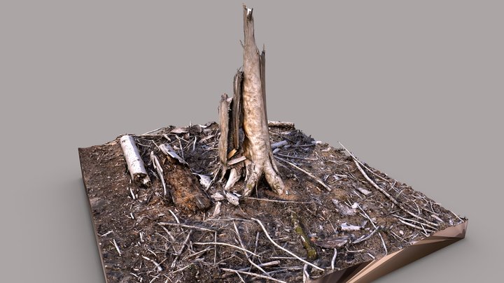 Destroyed Forest 3D Model