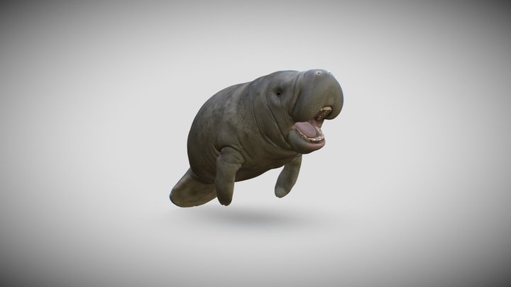 Open-Mouthed Trichechus 3D Render 3D Model