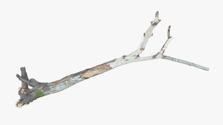 Withered Broken Tree with Roots 3D Model