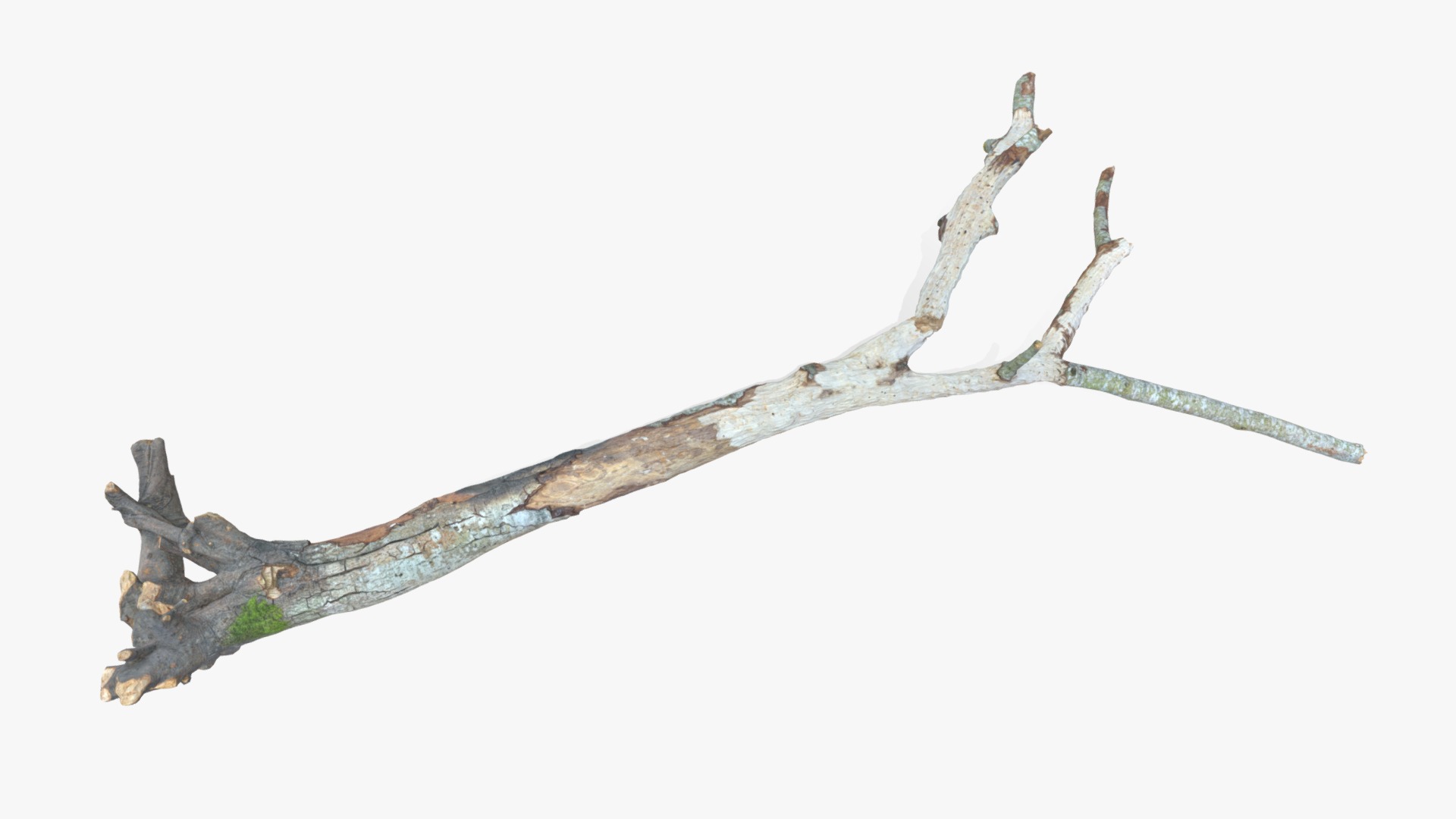 3D model Withered Broken Tree with Roots - This is a 3D model of the Withered Broken Tree with Roots. The 3D model is about a wooden stick with a stick.