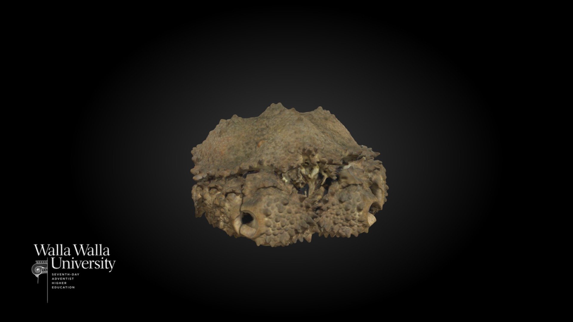Box Crab (Lopholithodes foraminatus)