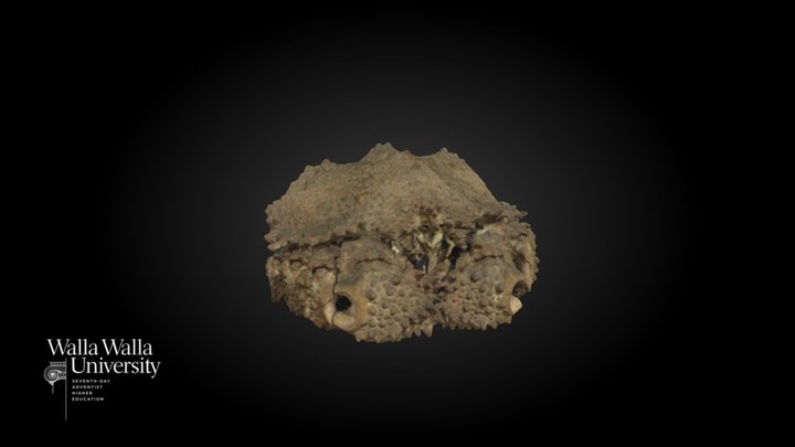 Box Crab (Lopholithodes foraminatus) 3D Model