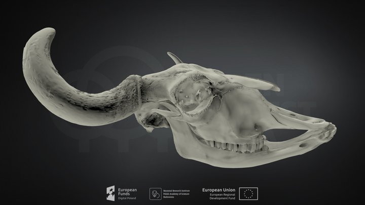Bison bonasus (European bison) (Żubr europejski) – Kostenloses 3D-Modell STL