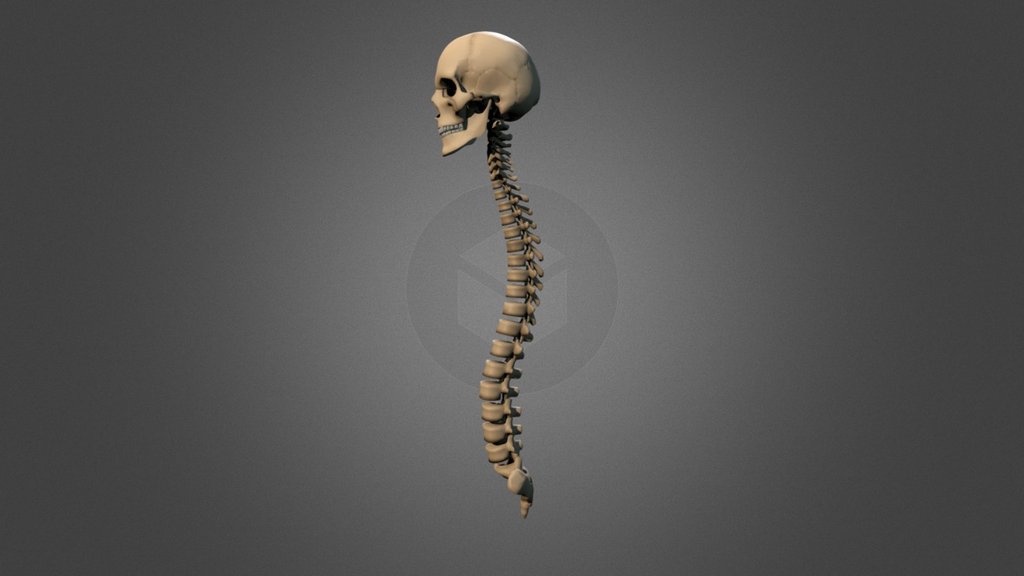 Anatomy Human Skeleton A