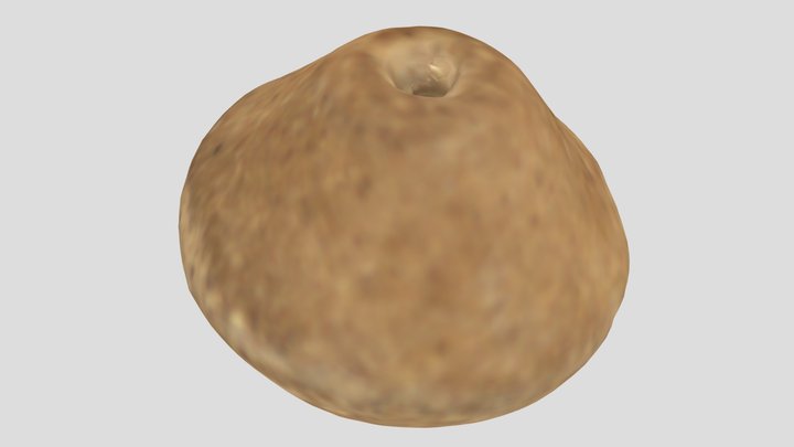 169_2249 Fusaiola, 3D Model