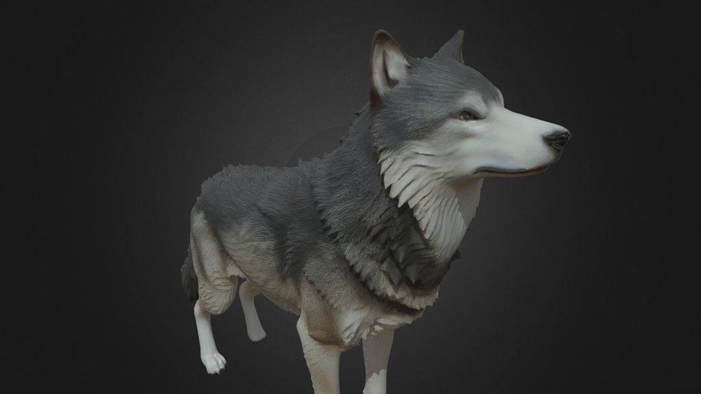 Gray Muscular Wolf Standing Realistic