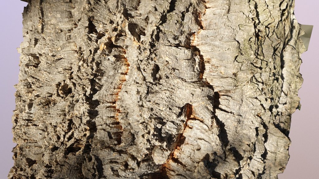 Cork Oak Trunk