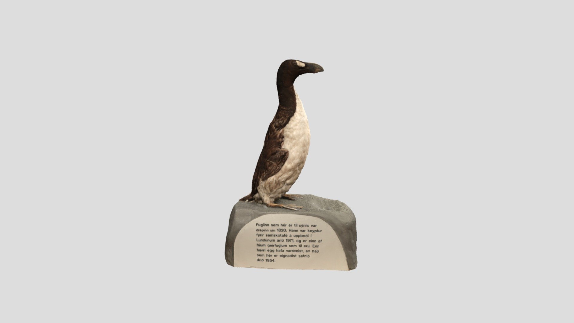 Geirfugl – Great Auk