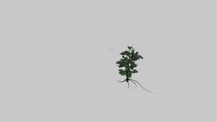 Albero_Erica 3D Model